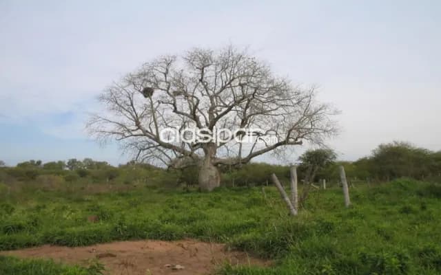 Estancia de 6.687 Hectáreas en Nanawa - CLCS6543935 — foto 4