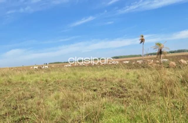 Campo Ganadero en San Jose de Los Arroyos - 280 Ha, foto 3