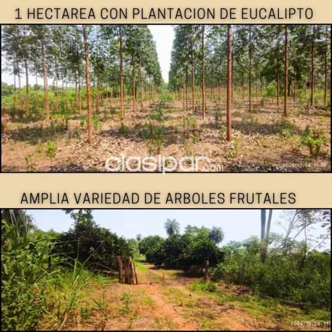 Coronel oviedo - vendo hermosa propiedad de 3 hectáreas - zona fraccion pindoty II, foto 4