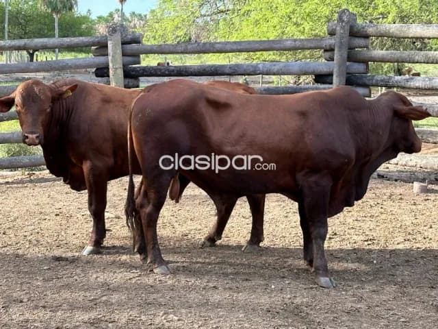 Estancia con Gran Potencial Agrícola en Villa Hayes - LCS6586889 — foto 3