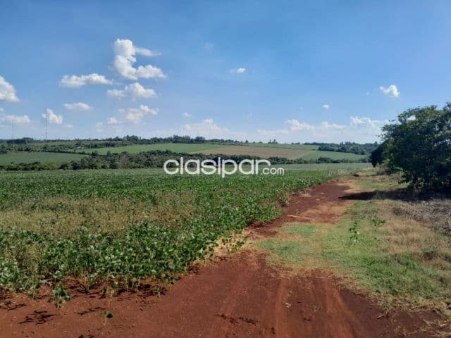 Terreno Agrícola Mecanizado sobre Ruta en Mayor Otaño - 20 Ha