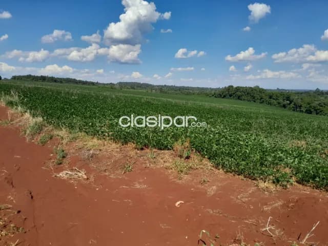 Terreno Agrícola Mecanizado sobre Ruta en Mayor Otaño - 20 Ha, foto 4
