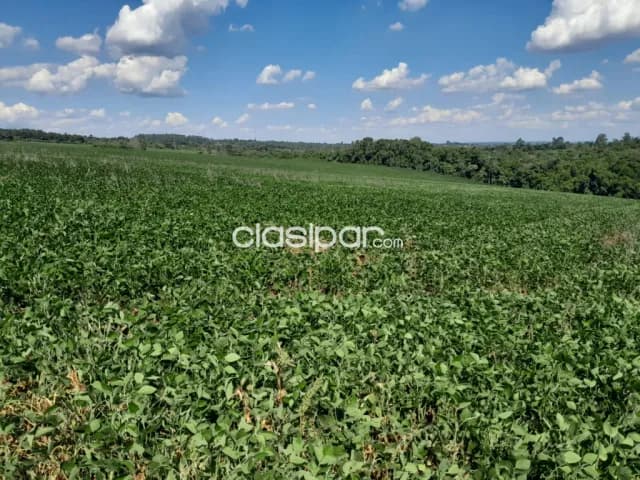 Terreno Agrícola Mecanizado sobre Ruta en Mayor Otaño - 20 Ha, foto 5
