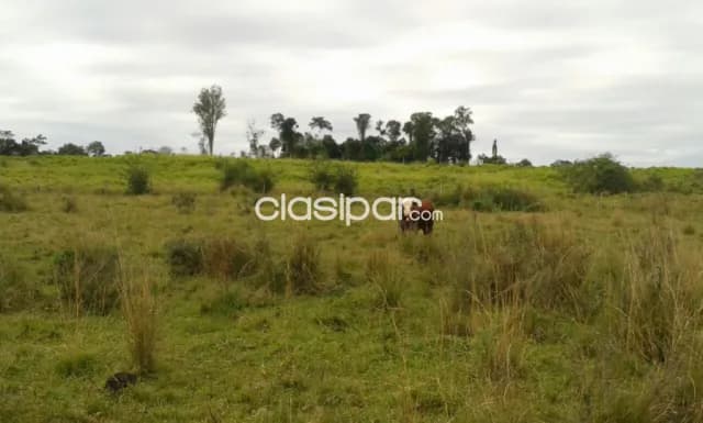 Campo Agrícola/Ganadero en Coronel Oviedo - 628 Ha, foto 3