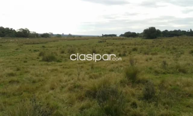 Campo Agrícola/Ganadero en Coronel Oviedo - 628 Ha, foto 5
