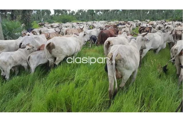 Campo en fortin florida / bahia negra, foto 4