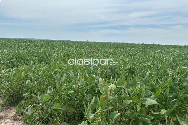 Campo de alta produccion en yuty caazapa