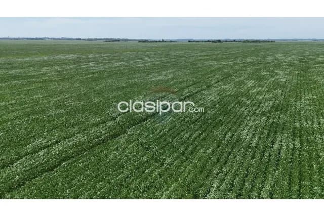 Campo de alta produccion en yuty caazapa, foto 5