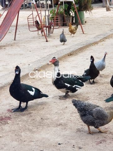 Villa hayes (km193, monte lindo, rio negro): 1.200 has modelo, totalmente formada, foto 1