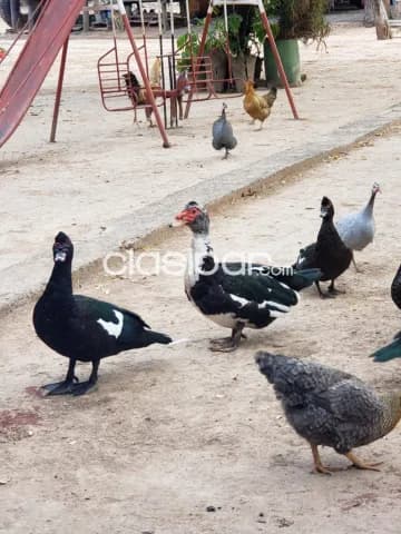 Villa hayes (km193, monte lindo, rio negro): 1.200 has modelo, totalmente formada, foto 2