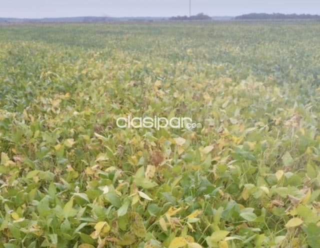 Campo Agrícola Mecanizado en Yuty - 522 Ha