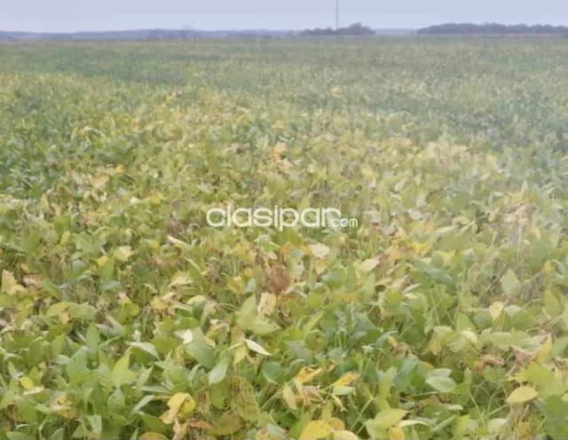 Campo Agrícola Mecanizado en Yuty - 522 Ha — foto 2