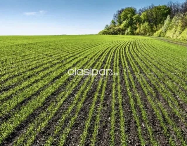 Campo Agrícola Mecanizado en Hernandarias - 110 Ha, foto 2