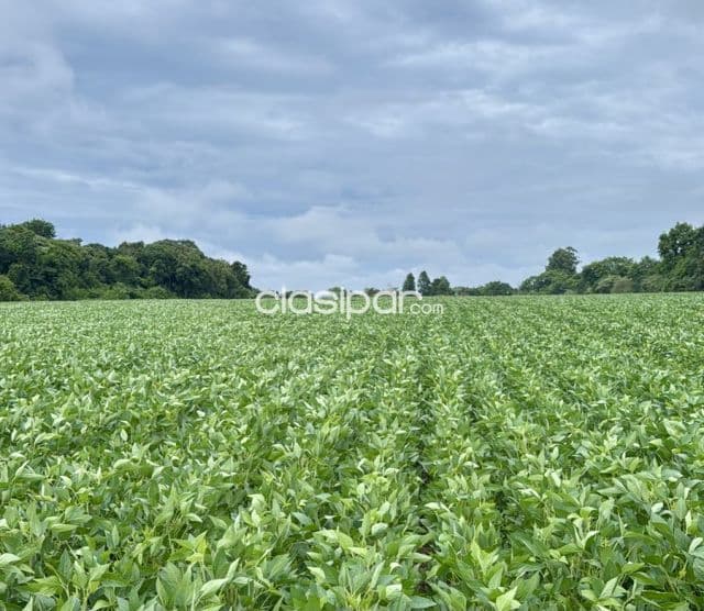 Campo Agrícola Mecanizado en Paso Yobai - 104 Ha