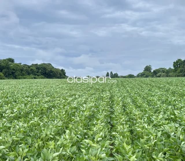Campo Agrícola Mecanizado en Paso Yobai - 104 Ha, foto 2