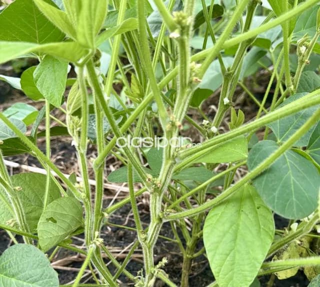 Campo Agrícola Mecanizado en Paso Yobai - 104 Ha, foto 3