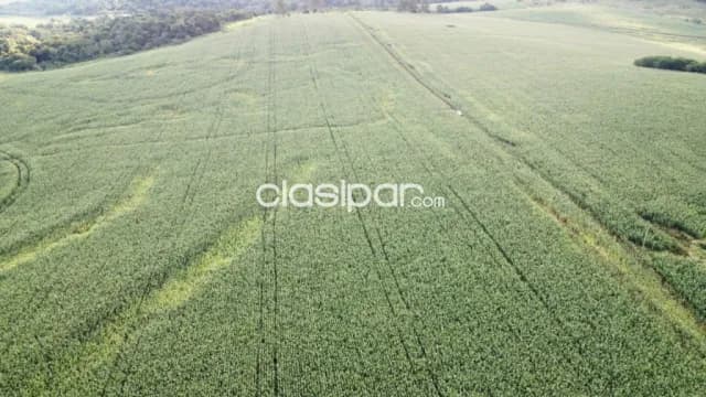 Campo Agrícola Mecanizado en San Rafael del Paraná - 362 Ha, foto 3