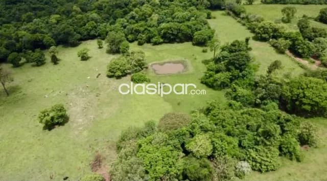 Campo Agrícola/Ganadero Mecanizado en Carmen del Paraná- 57 Ha — foto 5
