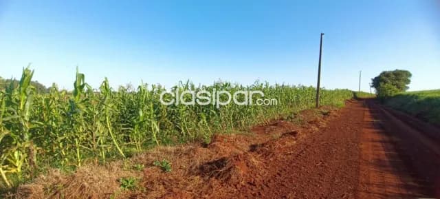 Campo Agrícola/Ganadero Mecanizado en Natalio - 548 Ha — foto 3