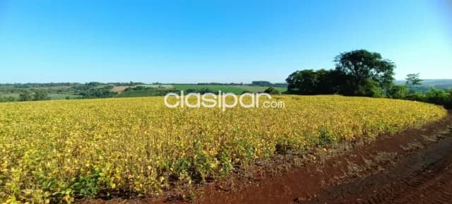 Campo Agrícola/Ganadero Mecanizado en Natalio - 548 Ha — foto 4