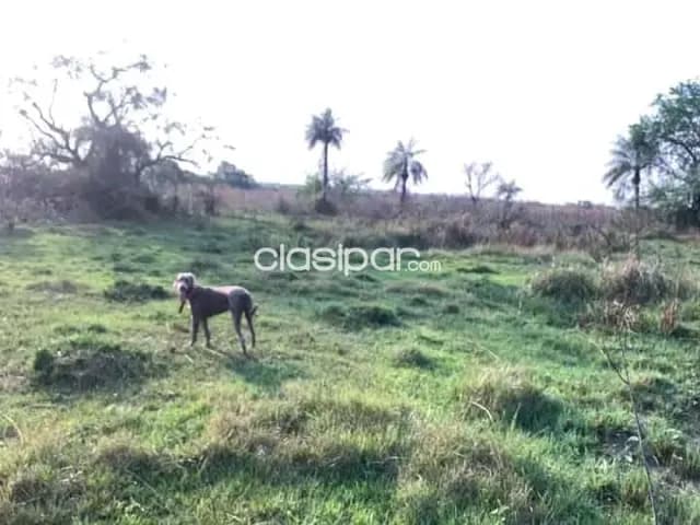 Nueva colombia vendo propiedad de 4,6 hectáreas con arroyo a 4 kms. De ruta, foto 3