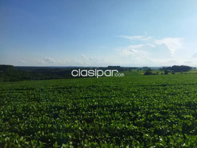 Campo Agrícola/Ganadero Mecanizado en Presidente Franco - 32 Ha, foto 3