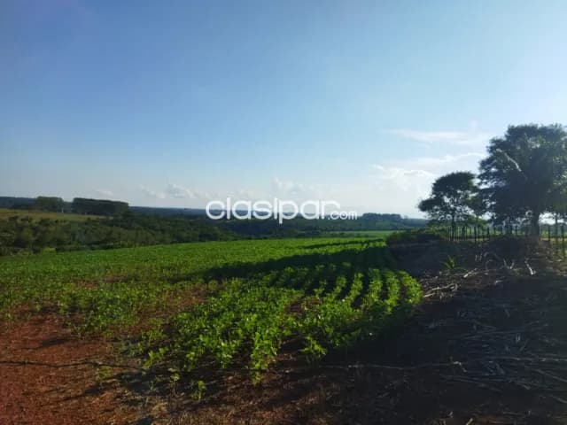 Campo Agrícola/Ganadero Mecanizado en Presidente Franco - 32 Ha, foto 4