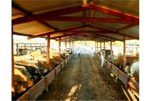 Estancia/Campo - Venta - Paraguay Presidente Hayes Pozo Colorado VENDO ESTANCIA FORMADA SO — foto 2