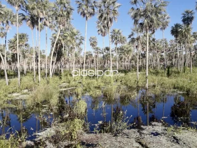Campo Agrícola/Ganadero en General Bruguez - 374 Ha — foto 4