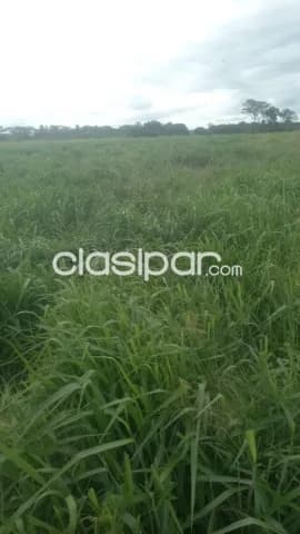 Campo Ganadero en Coronel Oviedo - 31 Ha, foto 3