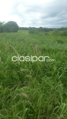 Campo Ganadero en Coronel Oviedo - 31 Ha, foto 5