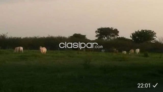 Campo Agrícola/Ganadero/Industrial sobre Ruta y costa al Río Py en Alberdi - 84 Ha