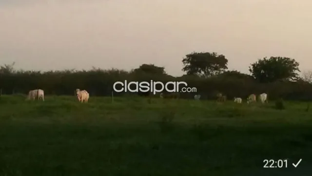 Campo Agrícola/Ganadero/Industrial sobre Ruta y costa al Río Py en Alberdi - 84 Ha — foto 2