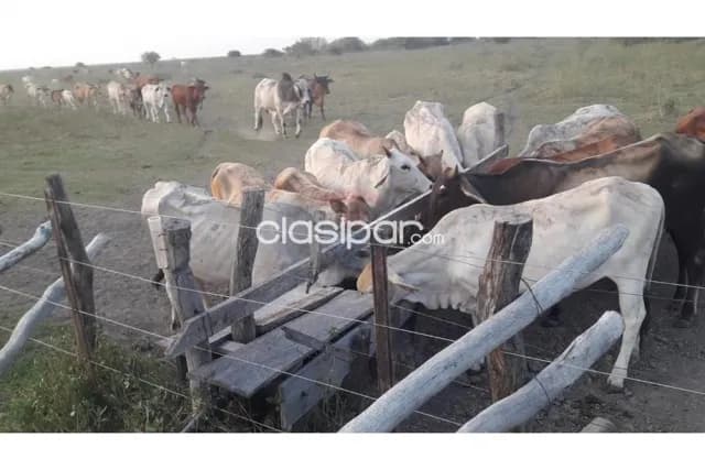 Campo en venta de 921 has - presidente hayes — foto 3