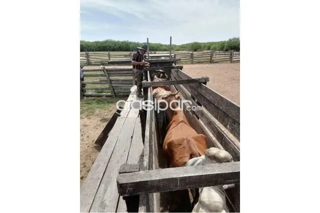 Campo en venta de 921 has - presidente hayes — foto 5