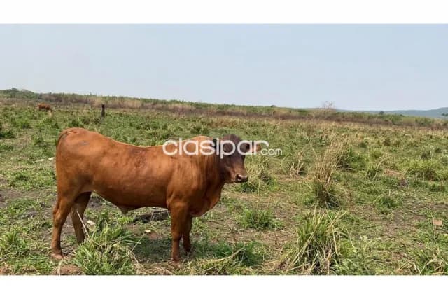En venta estancia formada en simon bolivar depto de caaguazu, foto 4