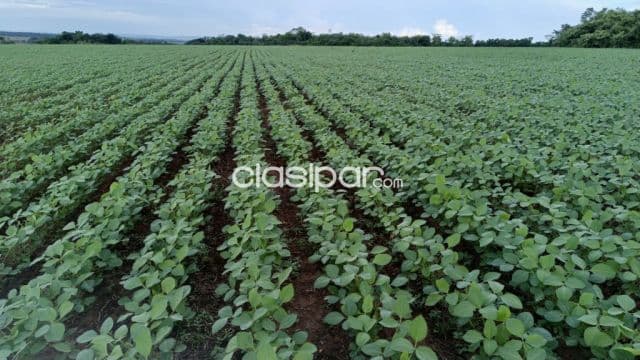 Campo Agrícola Mecanizado en Tava’i sobre Ruta - 643 Ha