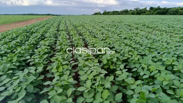 Campo Agrícola Mecanizado en Tava’i sobre Ruta - 643 Ha, foto 4
