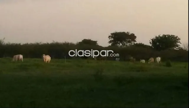 Alberdi, ñeembucú: 84 hectáreas, agro-ganaderas sobre rio paraguay, 1.050.000 usd, foto 3