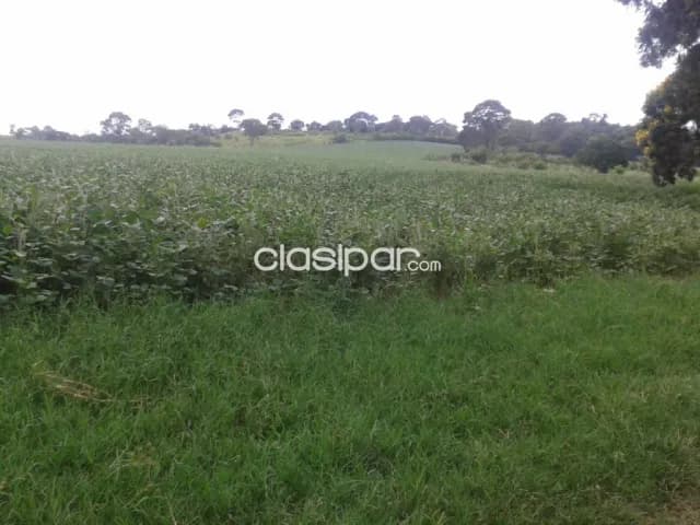 Campo Agrícola/Ganadero en Trinidad - 60 Ha — foto 3