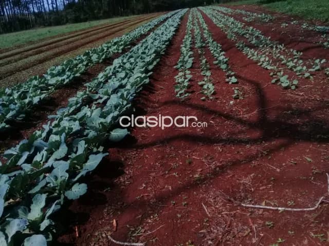 Campo Agrícola/Ganadero en Trinidad - 60 Ha — foto 4