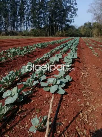 Campo Agrícola/Ganadero en Trinidad - 60 Ha — foto 5