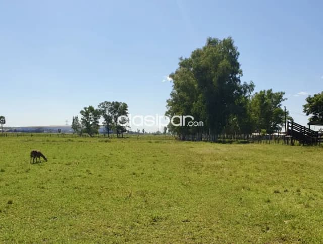 Terreno Agrícola/Ganadero en Villa Hayes sobre Ruta - 14 Ha — foto 4