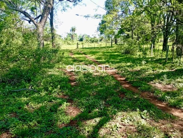 Campo Agrícola/Ganadero en Acahay sobre Ruta - 242 Ha — foto 5