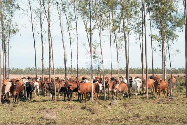 Campo en ybytymí, foto 3