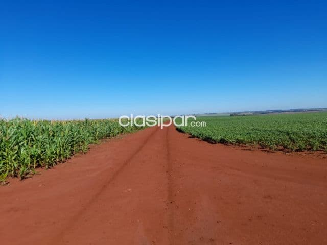 204 hectáreas. TIERRA PREMIUN ROJA 100%., con 165 hectáreas aprox MECANIZADAS. S/intermedi — foto 1