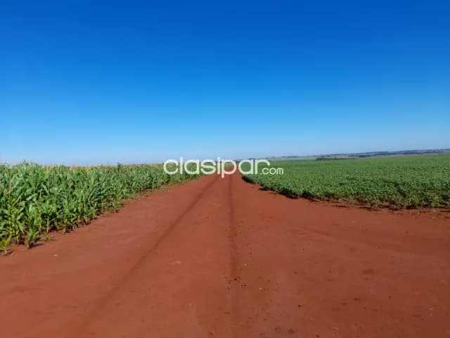 204 hectáreas. Con 165 hectáreas aprox. MECANIZADAS/TIERRA 100% ROJA PREMIUN. Alto Paraná, foto 2