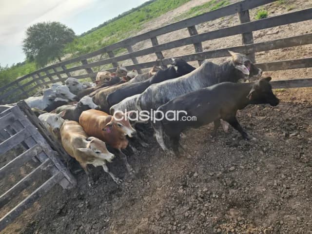 HERMOSA Estancia en Boquerón — foto 2