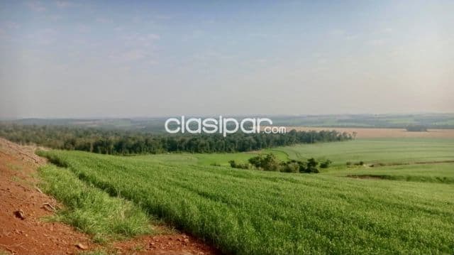 Campo Agrícola Mecanizado en Pirapó - 188 Ha