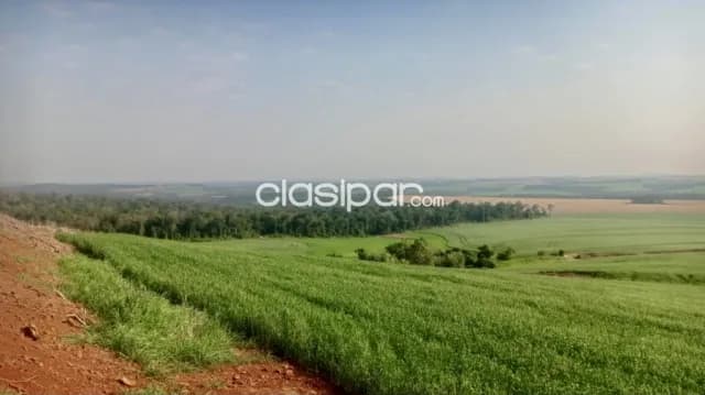 Campo Agrícola Mecanizado en Pirapó - 188 Ha — foto 2